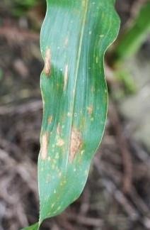 Diseases Still Prevalent In Alabama Corn Crop